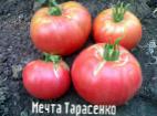 Photo Tomatoes grade Mechta Tarasenko