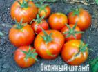 Foto Los tomates variedad Okonnyjj shtamb