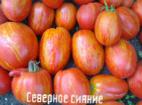 Photo Tomatoes grade Severnoe siyanie
