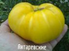 Photo Tomatoes grade Yantarevskie 