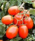 Foto Los tomates variedad Dzhejjreks F1