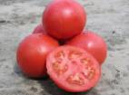 Photo des tomates l'espèce Tarpan F1