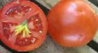 Foto Los tomates variedad Otranto F1