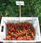 foto I pomodori la cultivar Somma F1
