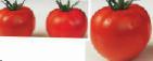 Photo Tomatoes grade Shiva F1