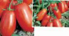 kuva tomaatit laji Ulisse F1