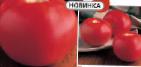 kuva tomaatit laji Kalisti F1