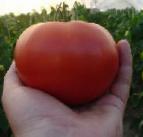 Photo Tomatoes grade Ehjjdzhen F1