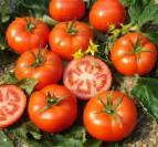 Foto Los tomates variedad Ehlpida