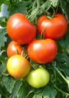 Foto Tomaten klasse Setkopa