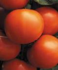 Foto Los tomates variedad Ehkvator F1