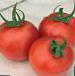 Photo des tomates l'espèce Forte Malteze F1