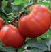 Foto Los tomates variedad Malika F1