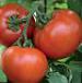 Foto Los tomates variedad Gilgal F1