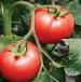 foto I pomodori la cultivar Salar F1