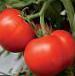 Foto Los tomates variedad Isfara F1