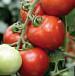 Foto Los tomates variedad Kokhava F1