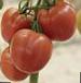 Foto Los tomates variedad Manon F1