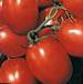 Photo Tomatoes grade Otlichnik F1