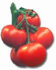 Foto Los tomates variedad Menkhir F1