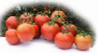 Photo des tomates l'espèce Sakson F1