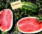 Photo Watermelon grade Selebrejjshn F1