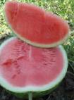 Foto Wassermelone klasse Ortal F1 (bessemyannyjj)