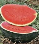 Photo Watermelon grade Baronessa