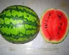 Photo Watermelon grade VNIIOB 2 F1 