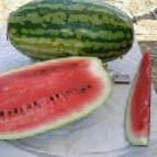 Foto Wassermelone klasse Graal F1