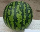 Photo Watermelon grade Rapid