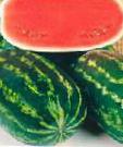 Photo Watermelon grade Kendi F1