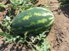 Photo Watermelon grade Oceola 