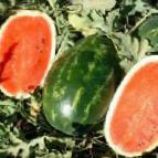 Foto Wassermelone klasse Ehrli Samanta F1