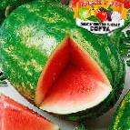 Foto Wassermelone klasse Arni