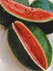 Photo Watermelon grade Podmoskovnyjj charlston F1