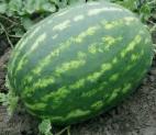 Photo Watermelon grade Amfion F1