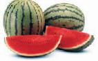 Foto Wassermelone klasse Dzhenni F1