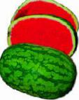 Photo Watermelon grade Stabolit F1 (bessemyannyjj)