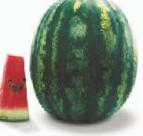 Photo Watermelon grade Trofi F1