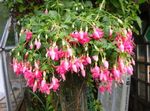 φωτογραφία Εσωτερικά λουλούδια Φουξία θάμνοι (Fuchsia), ροζ