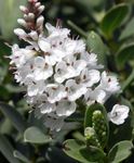 Foto Unutarnja Cvjetovi Konobarica grmovi (Hebe), bijela