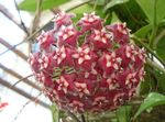 fotoğraf Evin çiçekler Hoya, Gelin Buketi, Madagaskar Yasemini, Mum Çiçeği, Çelenk Çiçek, Floradora, Hawaii Düğün Çiçeği asılı bitki , koyu kırmızı