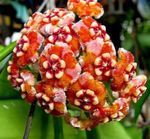 fotoğraf Evin çiçekler Hoya, Gelin Buketi, Madagaskar Yasemini, Mum Çiçeği, Çelenk Çiçek, Floradora, Hawaii Düğün Çiçeği asılı bitki , turuncu