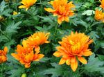 fotografija Cvetličarji Mama, Pot Mama travnate (Chrysanthemum), oranžna