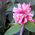 фотографија Затворене Цветови Цеструм грмови (Cestrum), розе
