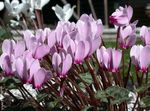 снимка Интериорни цветове Персийски Виолетово тревисто (Cyclamen), люляк