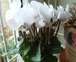 foto Casa de Flores Persian Violet planta herbácea (Cyclamen), branco