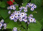 Photo House Flowers Cineraria cruenta herbaceous plant (Cineraria cruenta, Senecio cruentus), light blue