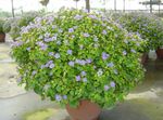 φωτογραφία Εσωτερικά λουλούδια Περσικά Βιολετί ποώδη (Exacum), γαλάζιο